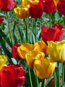 Tulpen rot und gelb